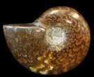 Cleoniceras Ammonite Fossil - Madagascar #44486-1